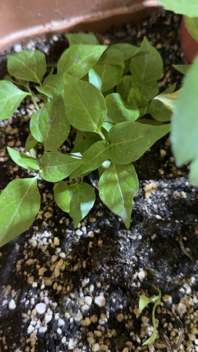 🇸🇦✨🌙 ᕼᗩYᗩ. tweet media