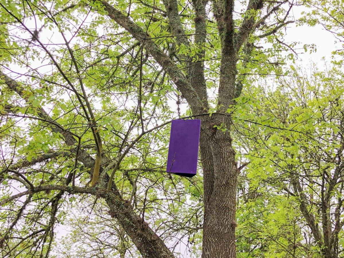 Texas A&M Forest Service tweet media