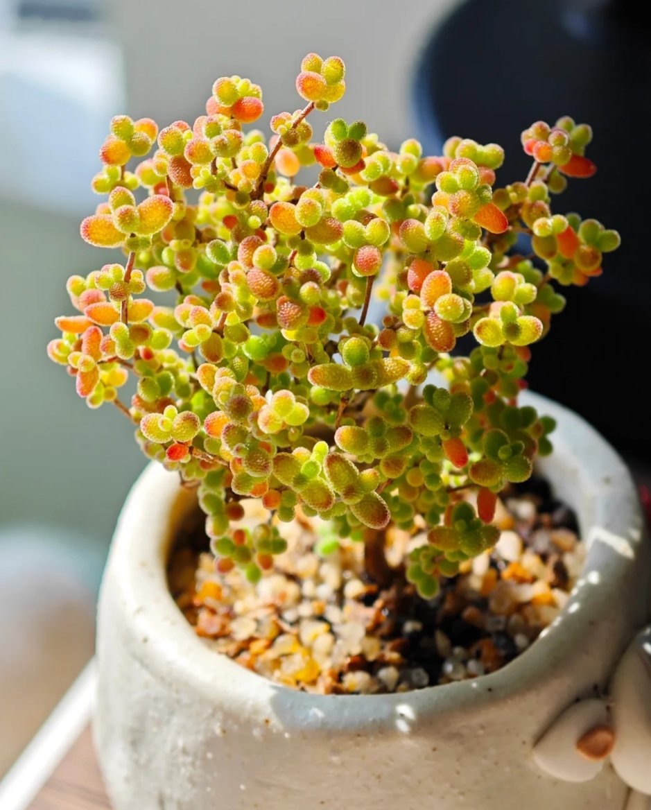 Dekor Kuckó tweet media