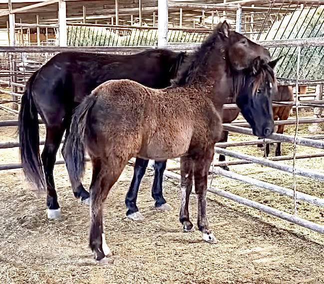 Salvation Wild Mustang Sanctuary tweet media
