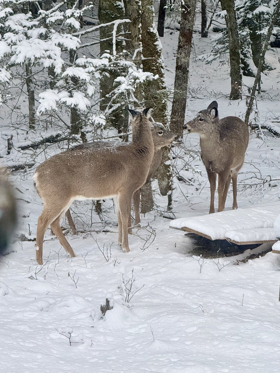 Dockside Billy tweet media