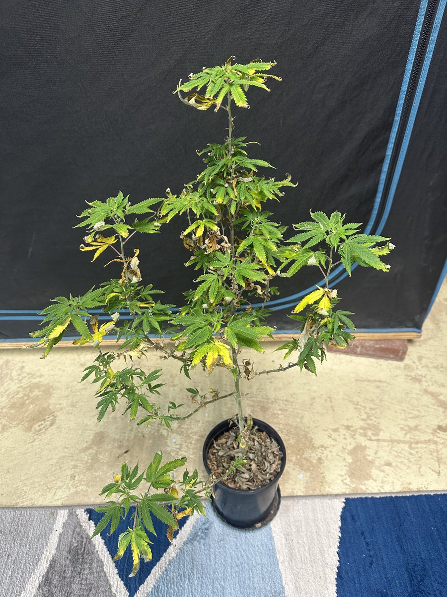 Highly Ganjanous tweet media