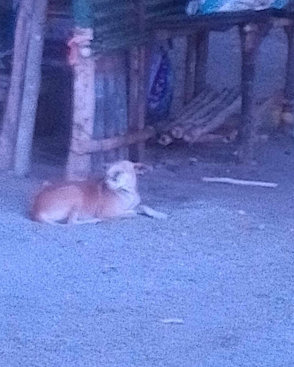 Lyss 🇸🇻 tweet media