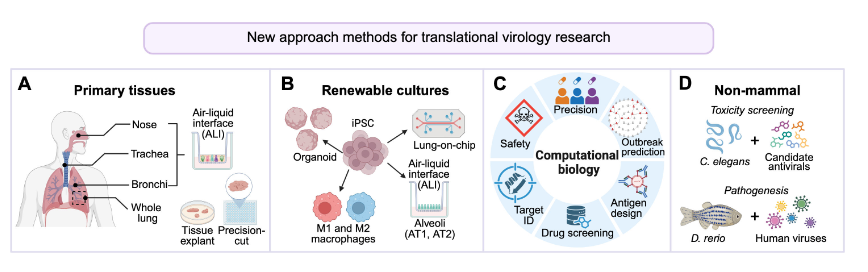 ASMicrobiology's tweet photo. Animal models are a cornerstone of virology research. However, various factors are prompting a shift toward non-animal, human-relevant alternatives (e.g., organoids). How are new approach methods (NAMs) reshaping virology research? Find out in #JVirology: https://t.co/uLXXP3tWoW https://t.co/hI0Ifm5vYq