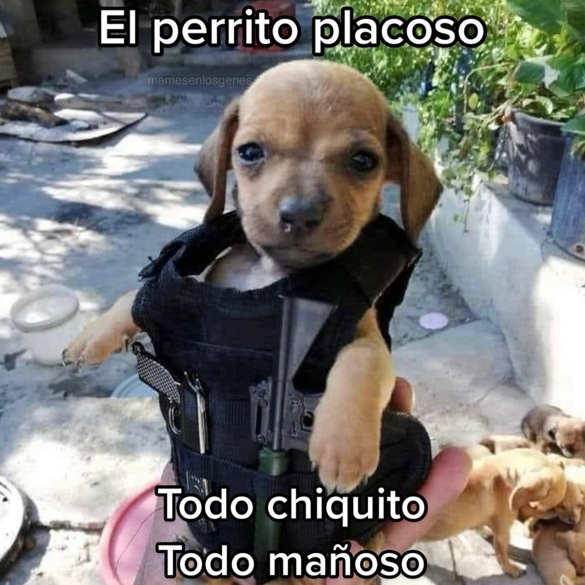 memesenlosgenes (@memesenlosgenes) on Twitter photo 