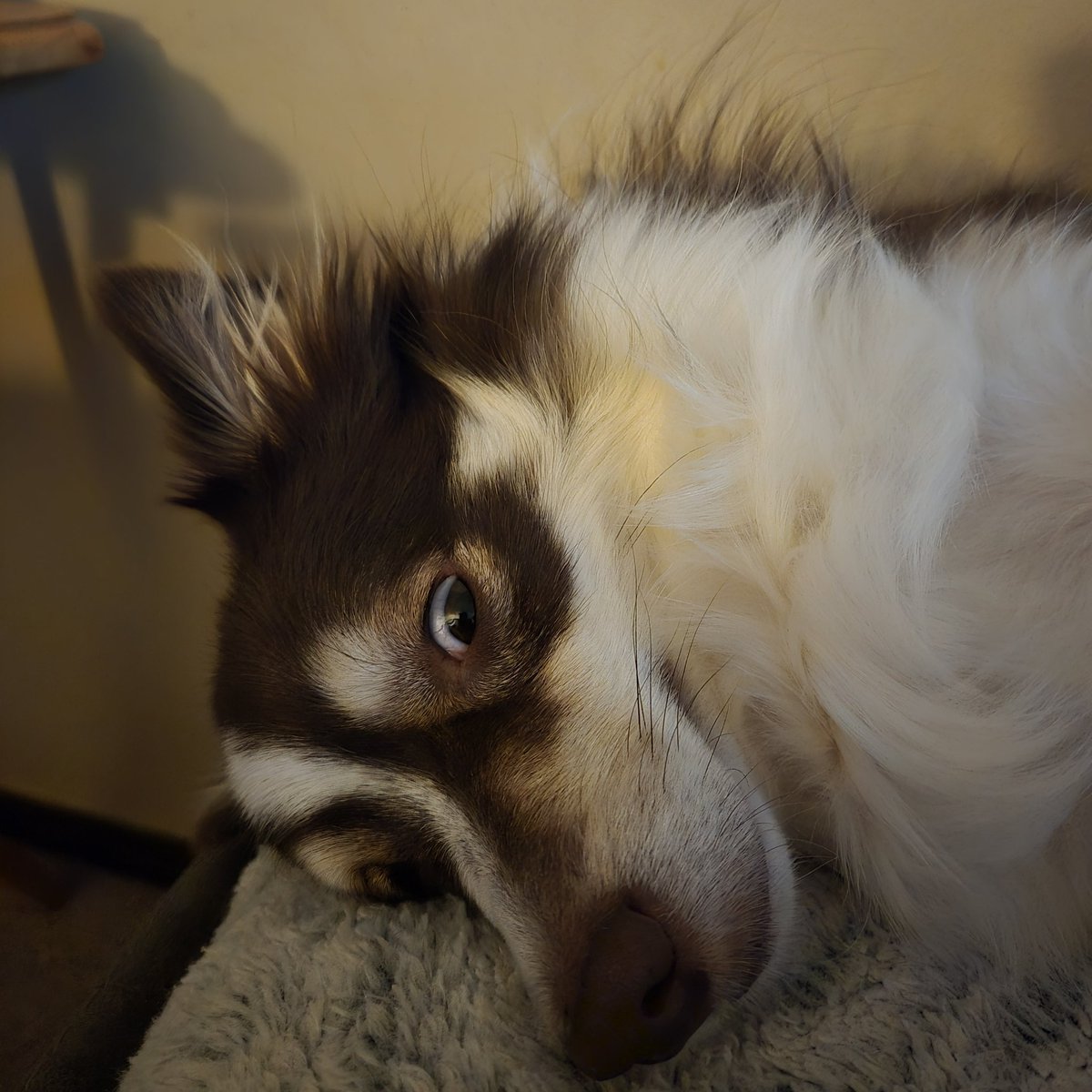 NaitomeaKatze tweet media