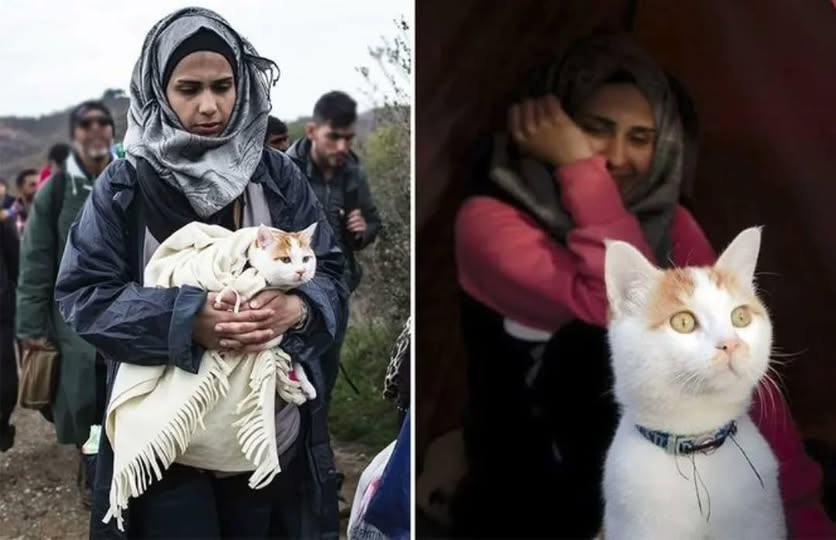 ihtiyar_33_ tweet media