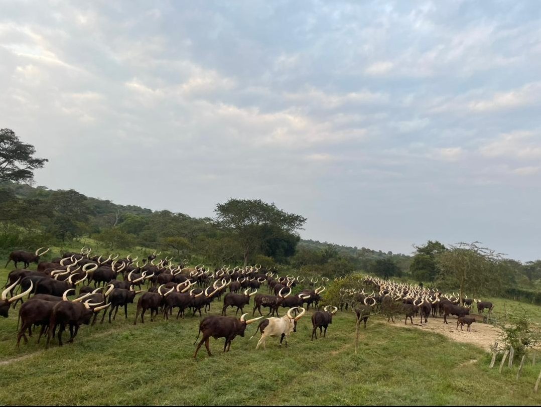 Kasasira Micheal tweet media