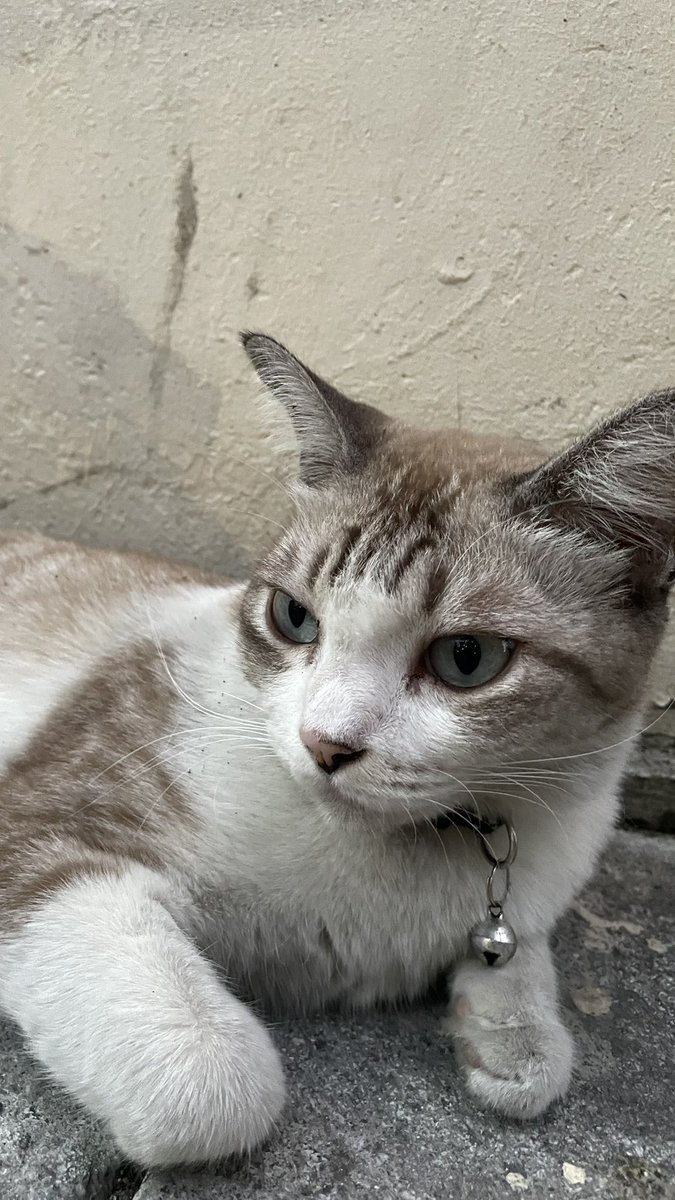 เลิกเป็นอาโปละเป็นไอ้โบ้ดีกว่า🦦 tweet media