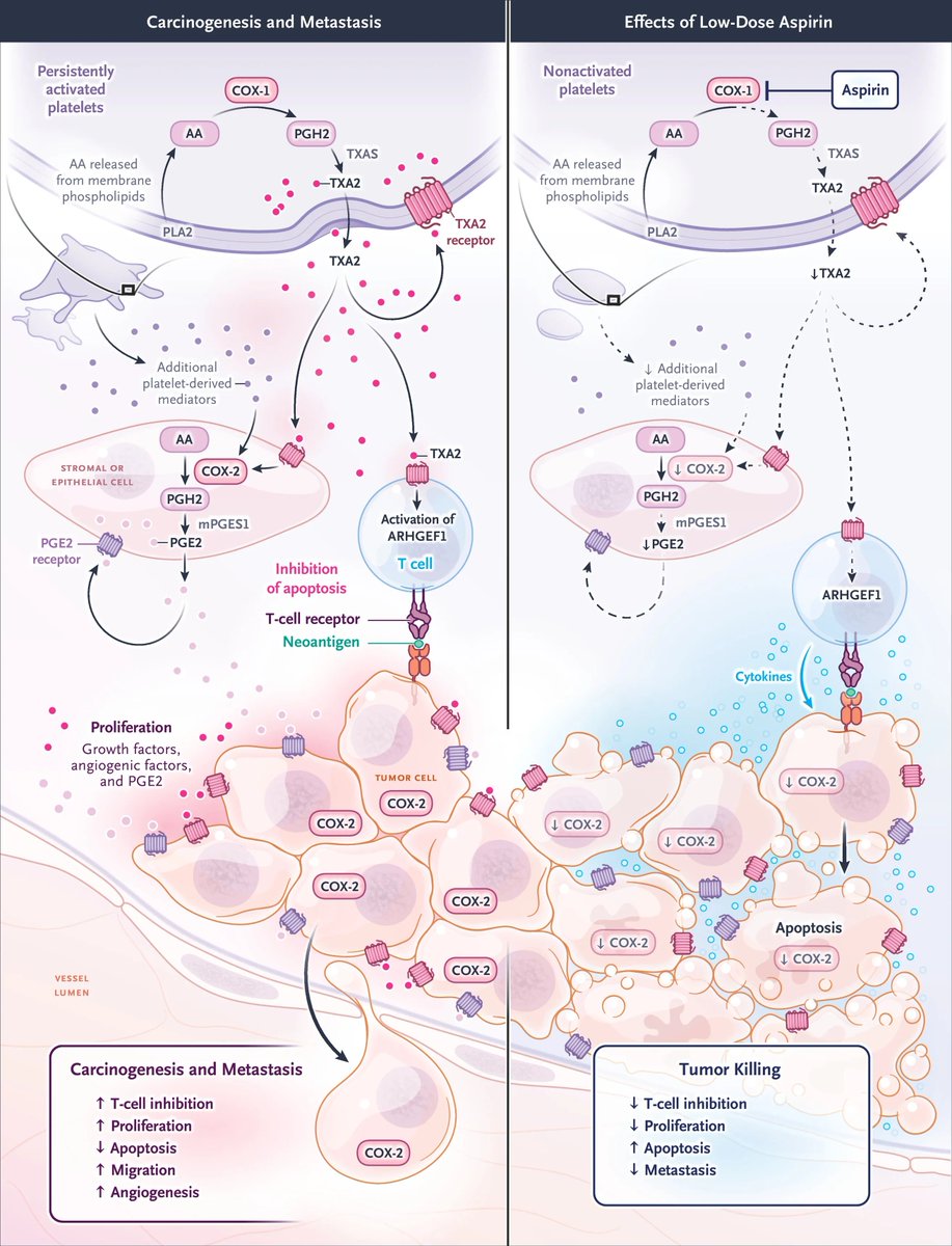 IntraMed tweet media