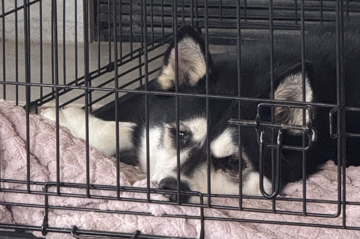 Gretchen Winter, MD 🌼 (Warning: Feral) tweet media