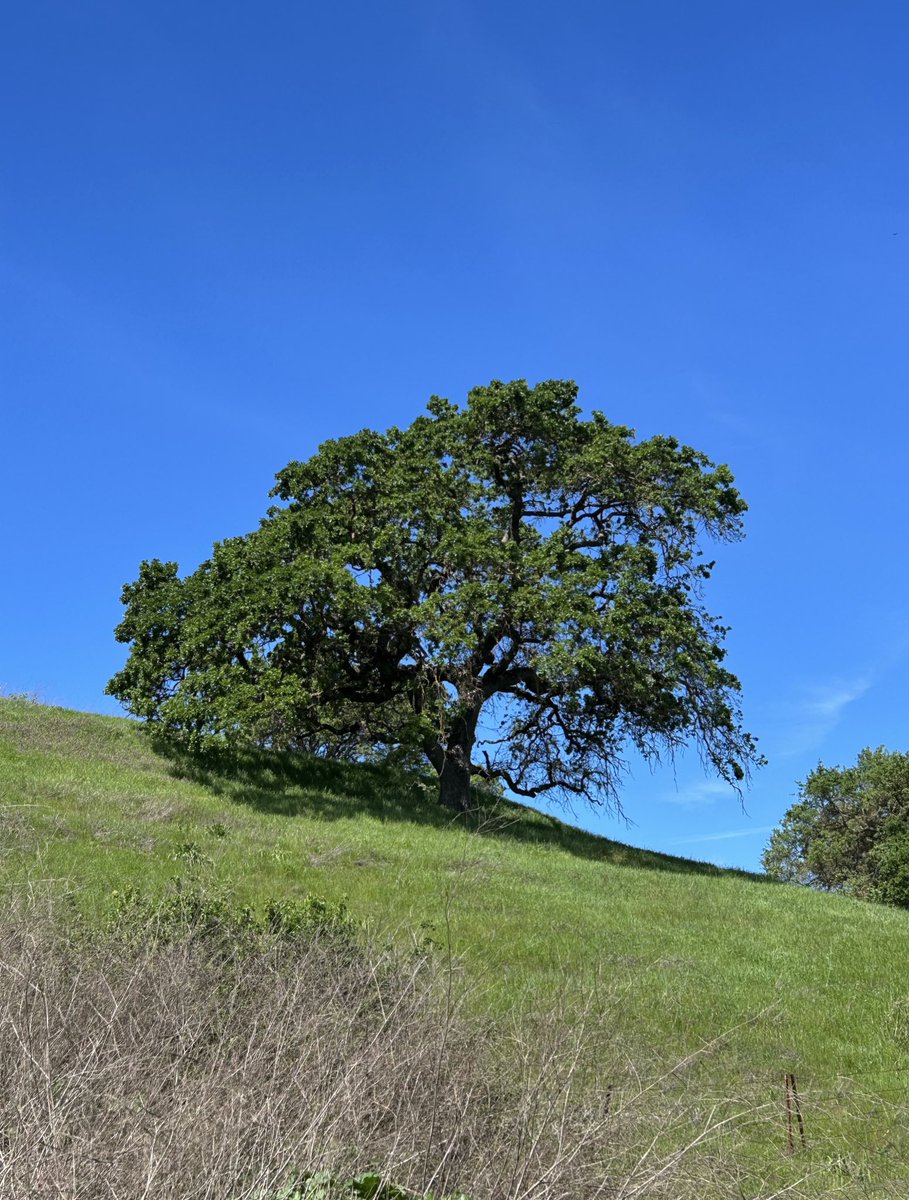 Today’s walk. The local “waterfall” is barely a trickle today, but the hills are still green.