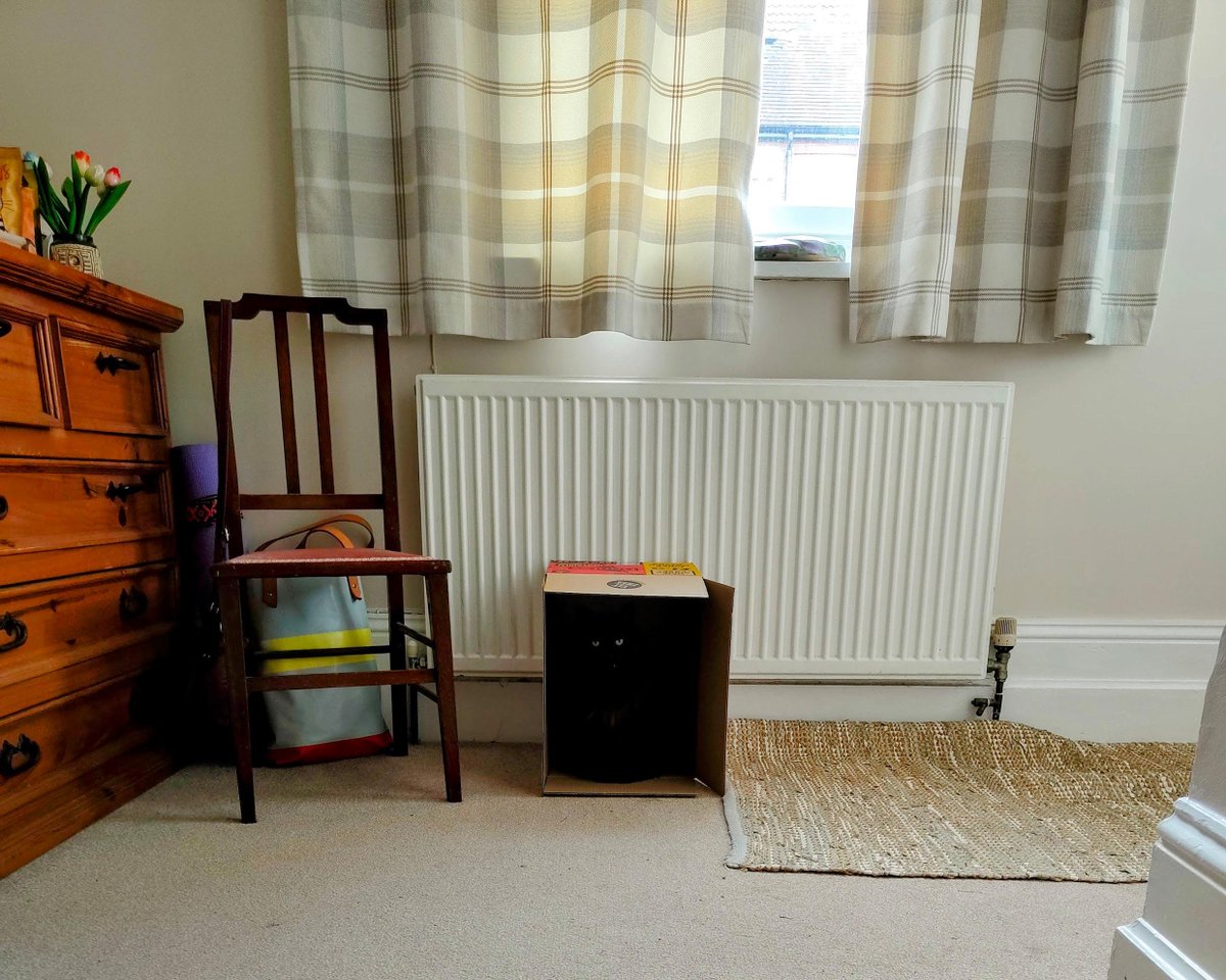 There is no cat in this image tweet media