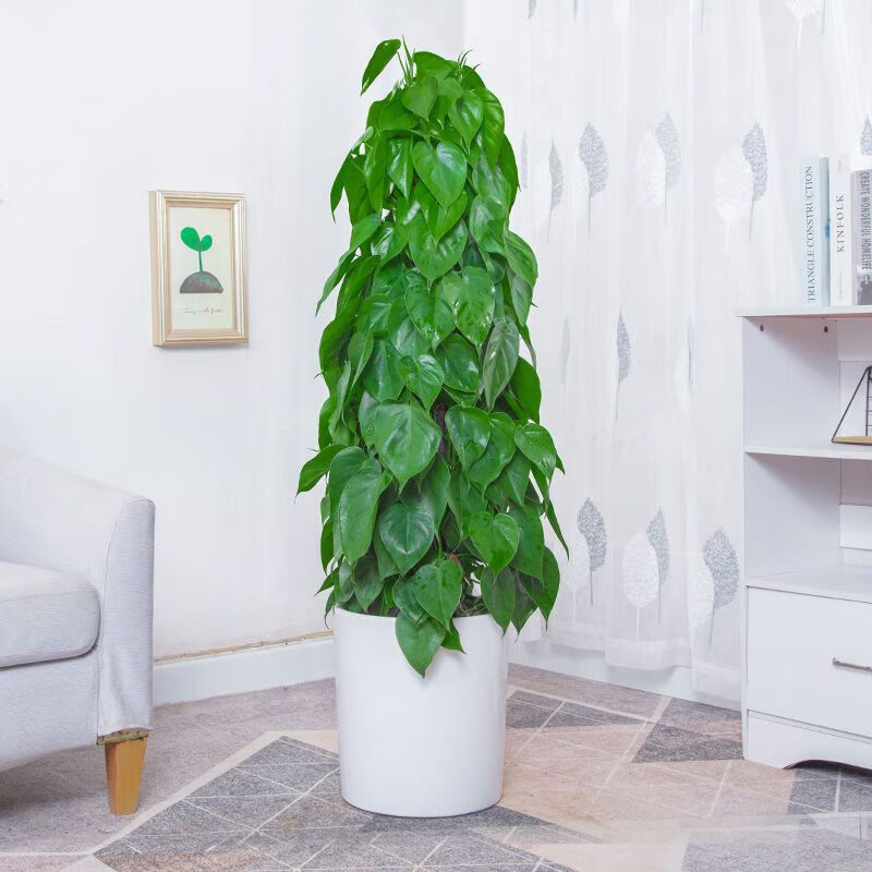 Fred Lepic tweet media