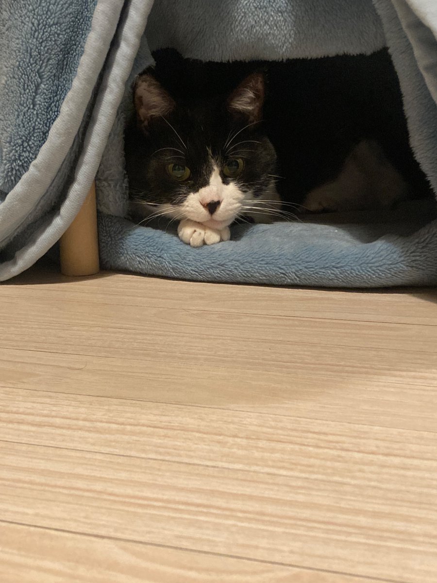 __LAPINAGILE's tweet image. Frostさん、Saraさん、みなさま、お疲れさまでした。
コメント紹介ありがとうございます。

ダニカさんも一緒に聴いていました。
自分の話題が終わるとスッと寝床に帰っていきました。

#GodsofDecay #ラジオ川越