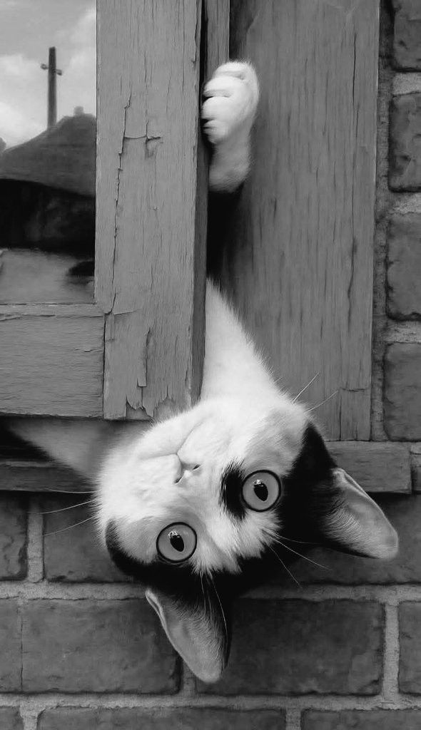 Cat Woman 🇬🇧 🇺🇦 tweet media