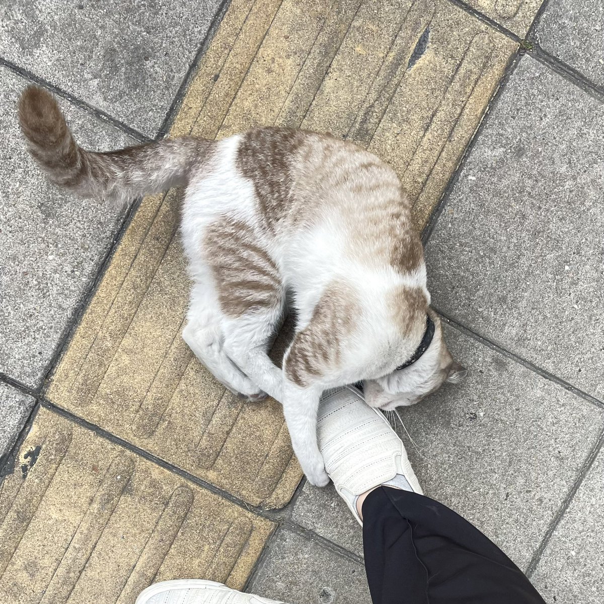 เลิกเป็นอาโปละเป็นไอ้โบ้ดีกว่า🦦 tweet media