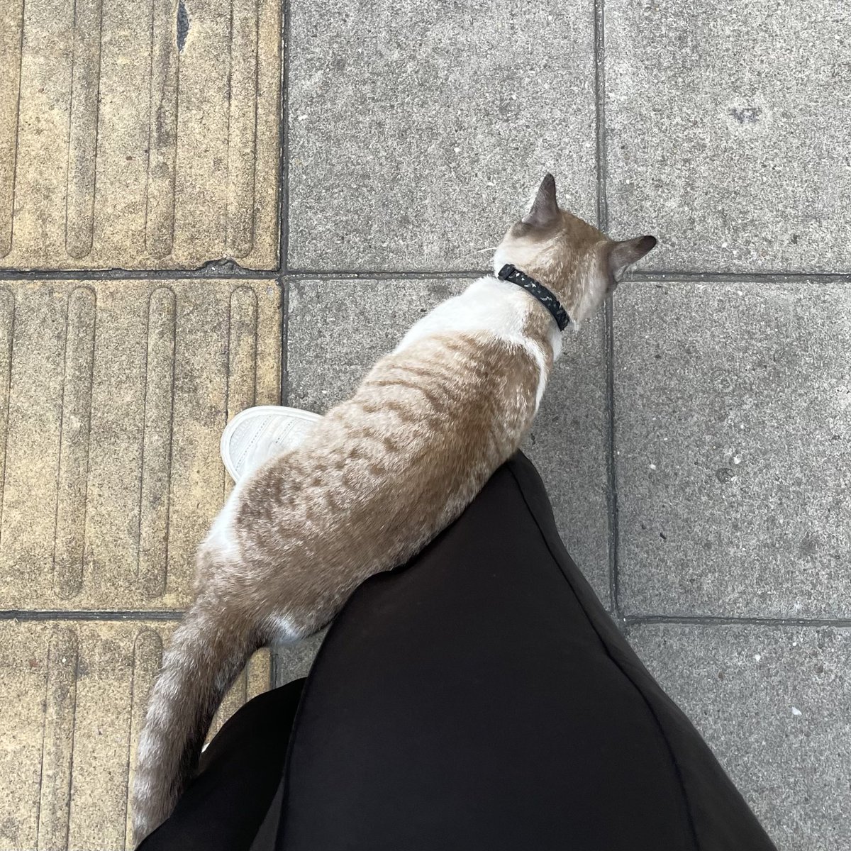 เลิกเป็นอาโปละเป็นไอ้โบ้ดีกว่า🦦 tweet media