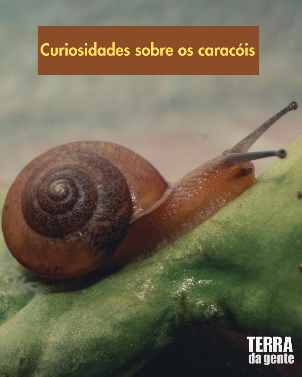 terradagente's tweet image. Apesar de pequenos e discretos, os caracóis guardam várias curiosidades! 🐌

Neste post, reunimos algumas informações sobre esses animais que fazem parte da biodiversidade e que muita gente vê por aí sem nem imaginar o quanto são interessantes.

#terradagente #caracóis #animais