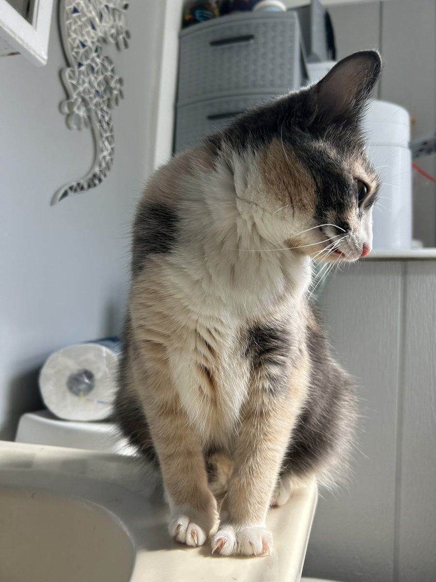 monkey & zoe ❤️ oreo 🌈 tweet media