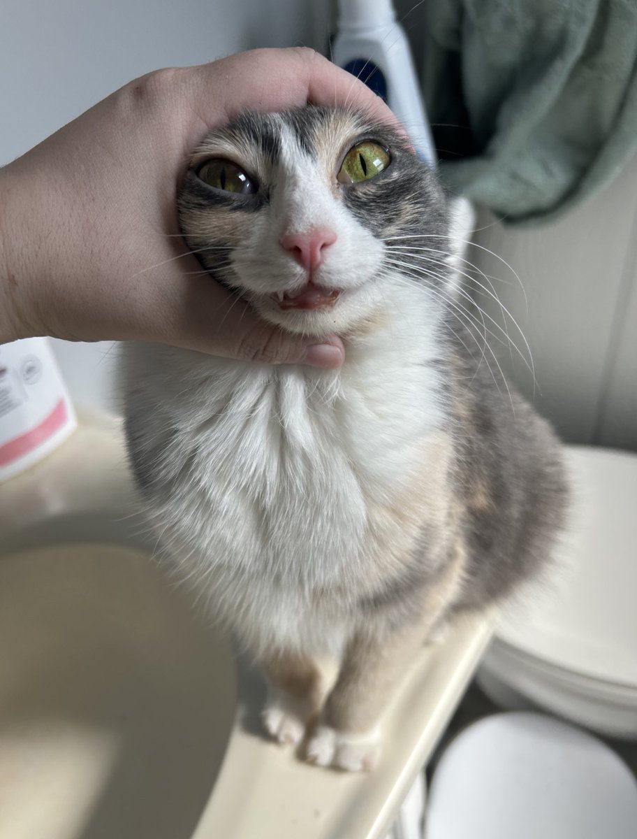 monkey & zoe ❤️ oreo 🌈 tweet media