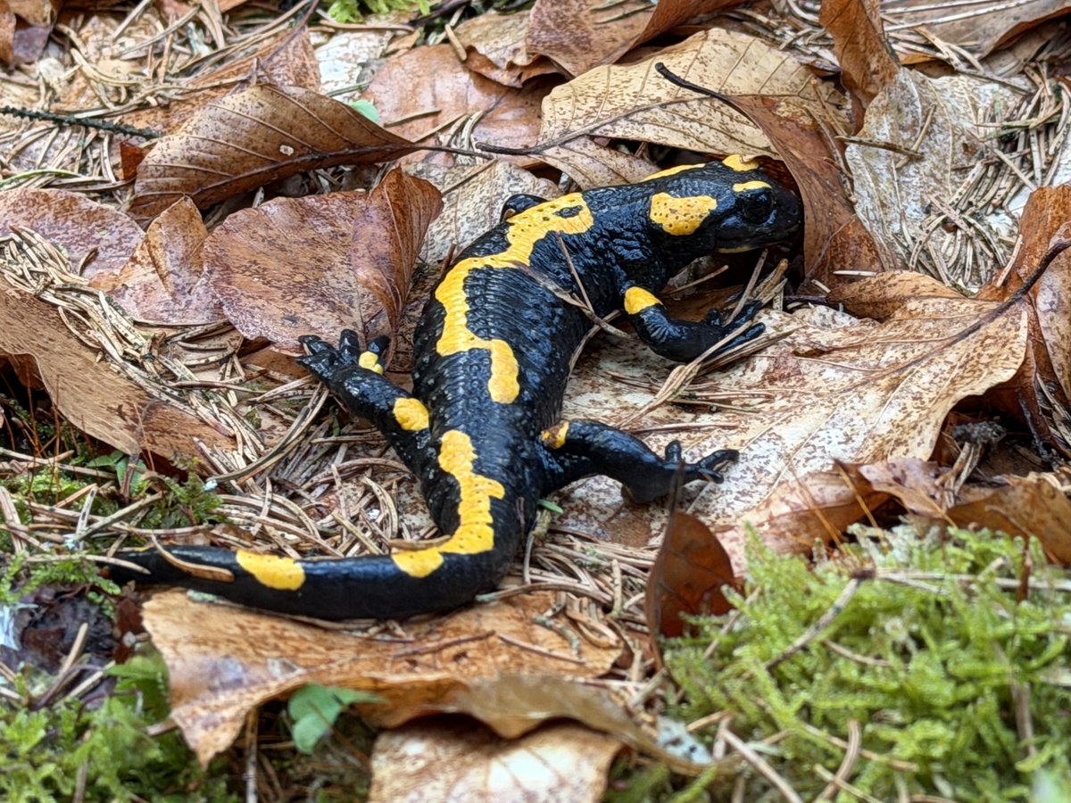 Markus Raum tweet media