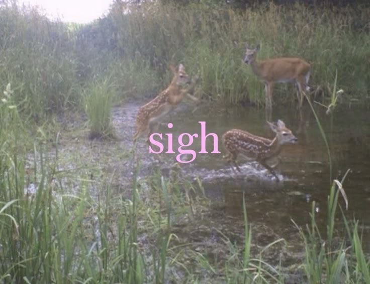 promise 🪽 tweet media