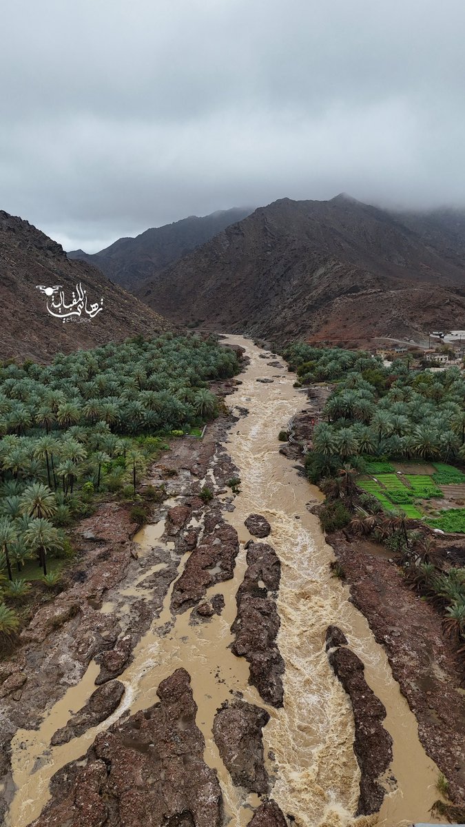 تهاني tweet media