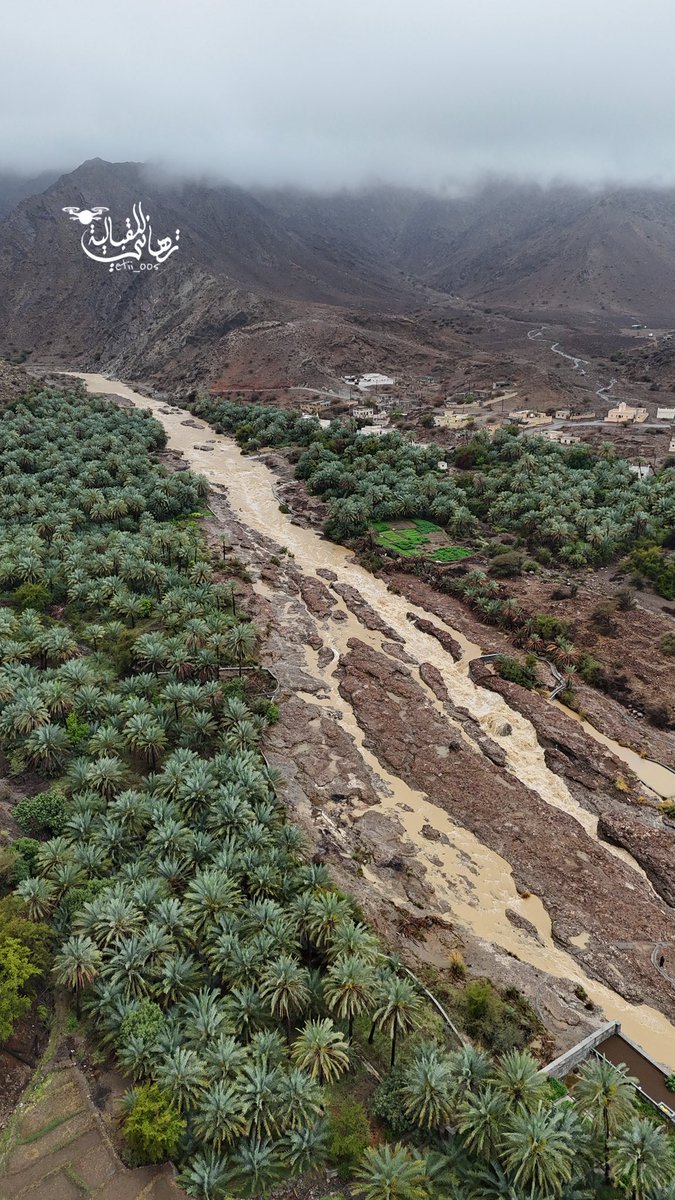 تهاني tweet media