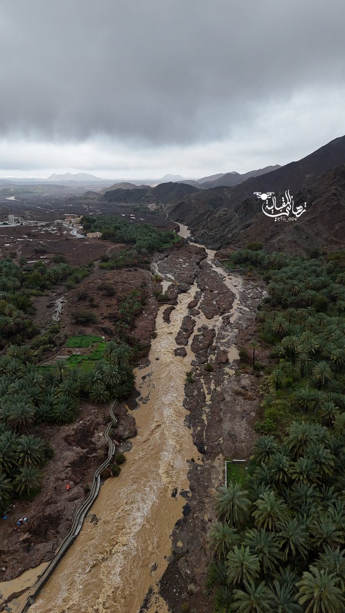 تهاني tweet media