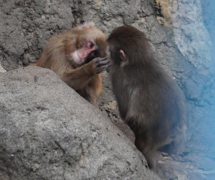 About Punch friends.
This is just based on my updated observation and information from others.
1. Moe
She is big, has an adult and motherly look. The top of the head is all brown. Chest fur is a mix of gray and white.

2. Momiage
The dark sideburn is longer like a lamp and