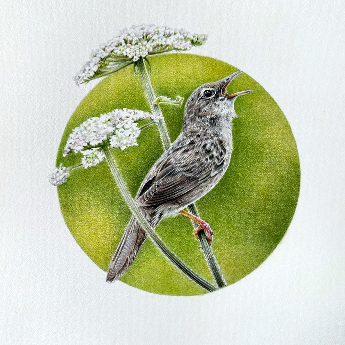 Anna Hamilton Art tweet media