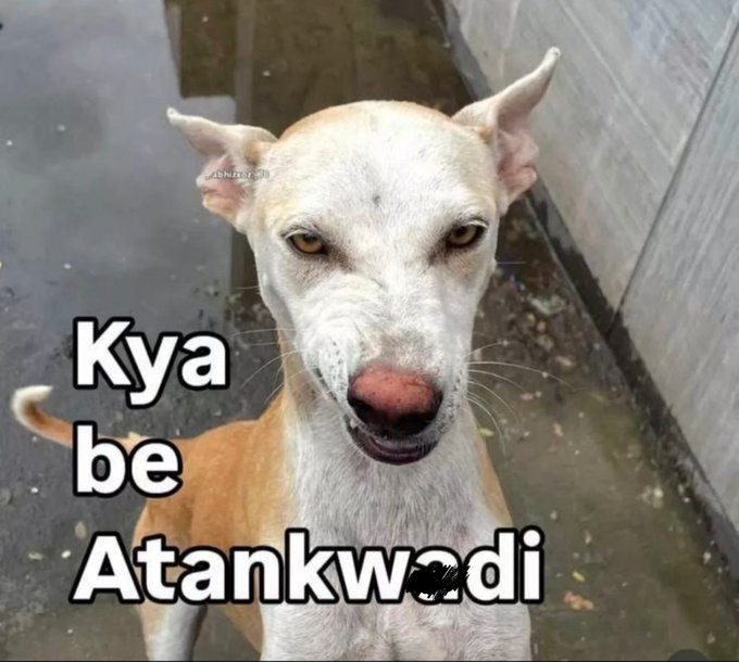 rasMEOWlai tweet media