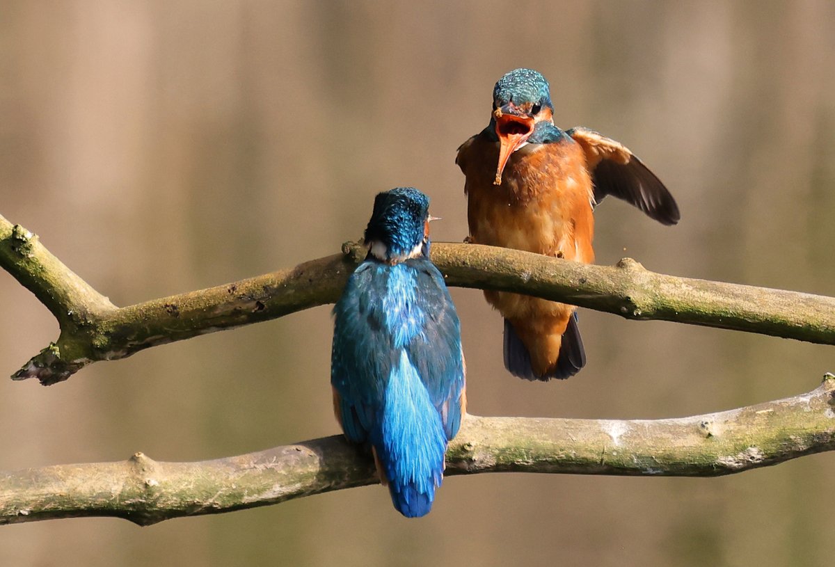 Stuart Fox tweet media