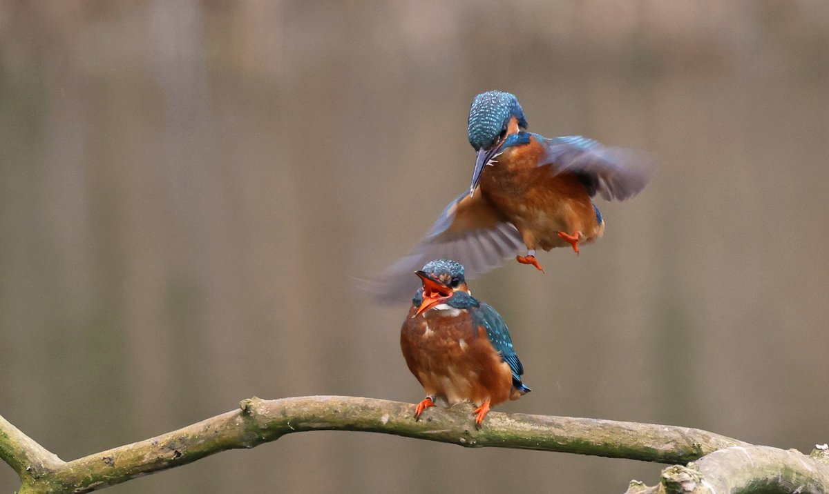 Stuart Fox tweet media