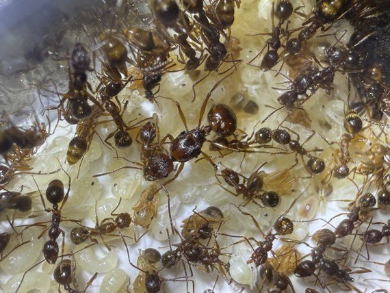 ありプロ （Arinko Project） tweet media