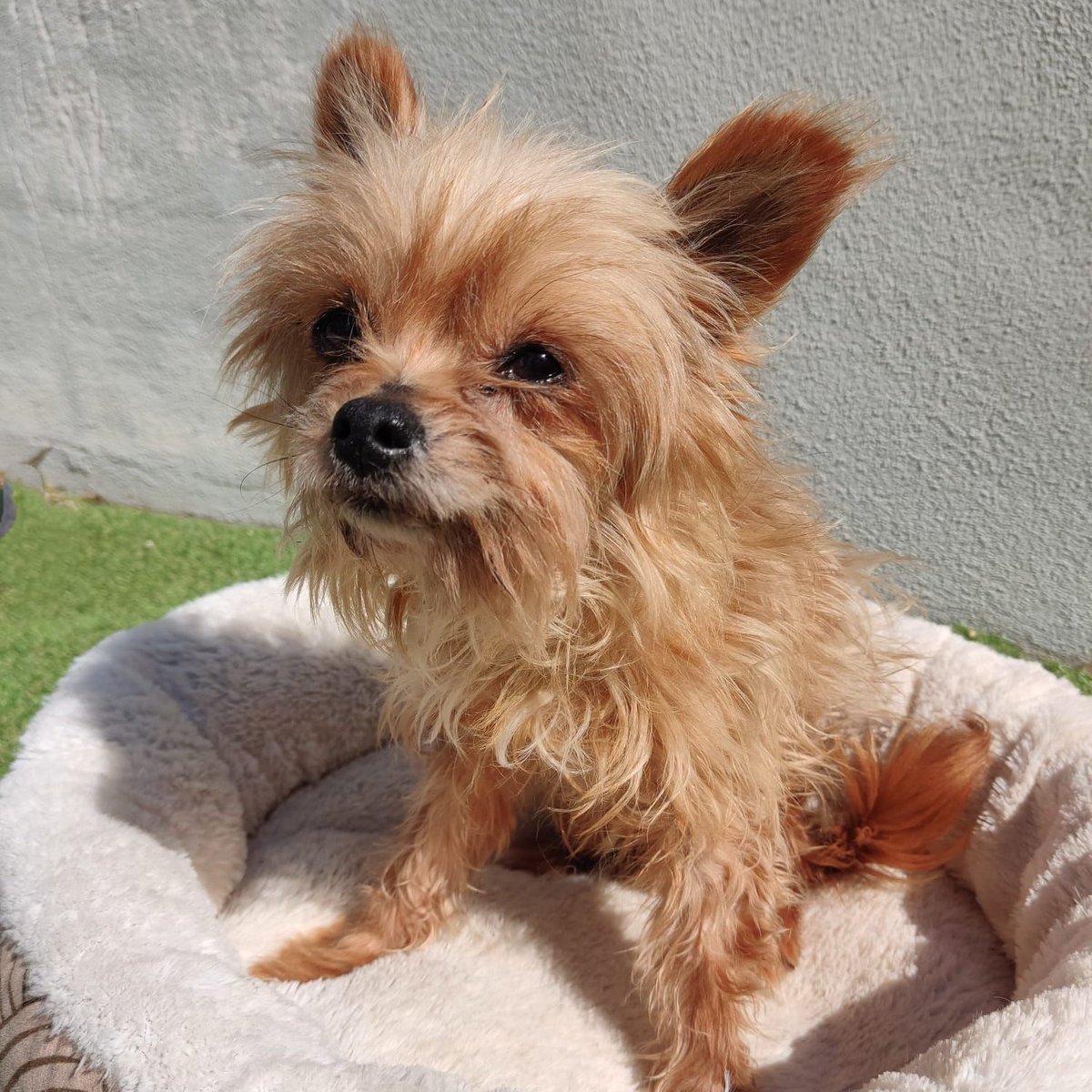 SOS Abuelos tweet media