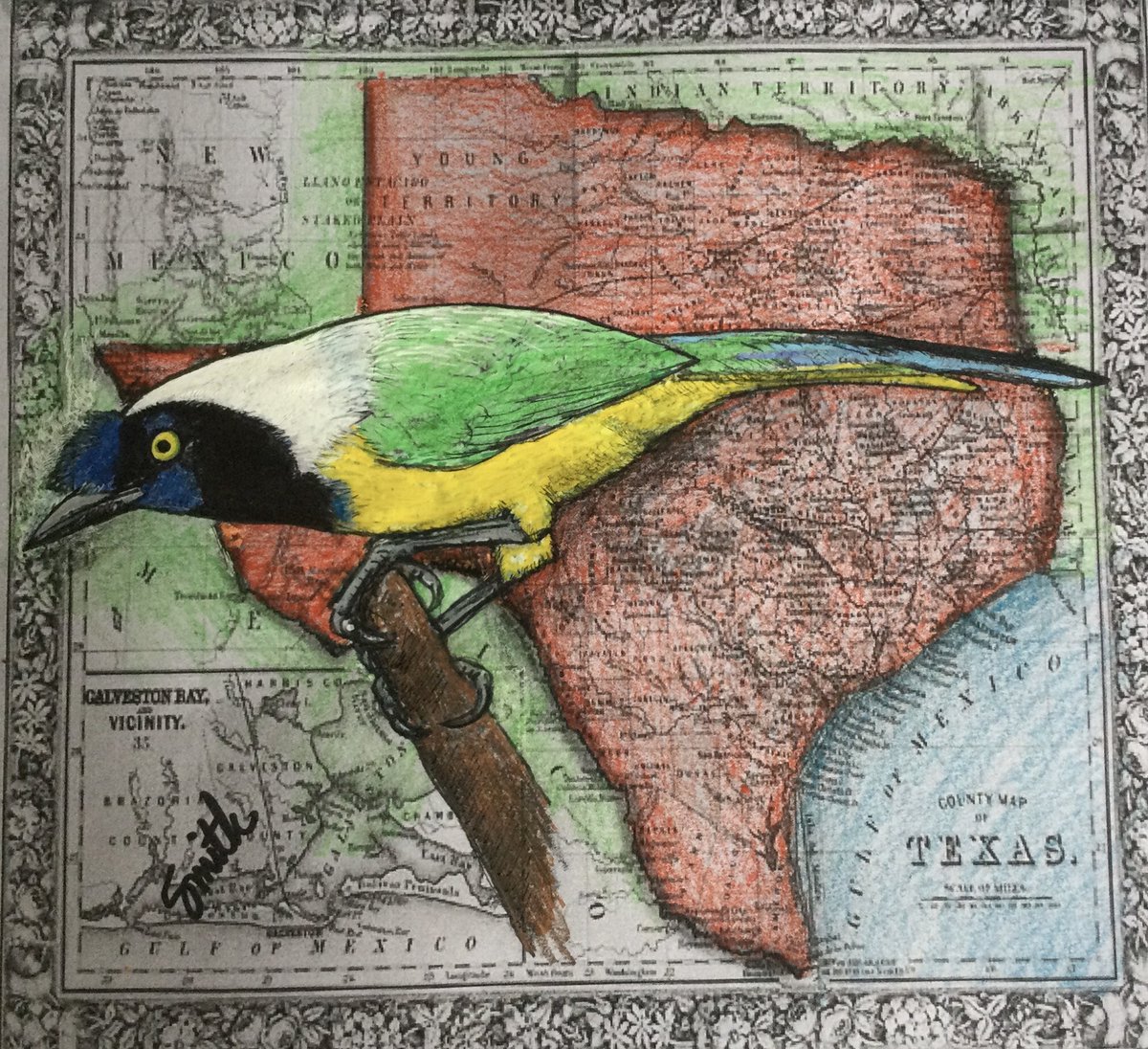 CreativeMitch's tweet photo. The Green Jay (Cyanocorax luxuosus) is found in southern Texas, Mexico, and northern Central America. Interestingly, they have been observed using sticks as tools to extract insects from tree bark. Drawing for the March #BirdWhisperer prompt. https://t.co/8Nca1HEyUr