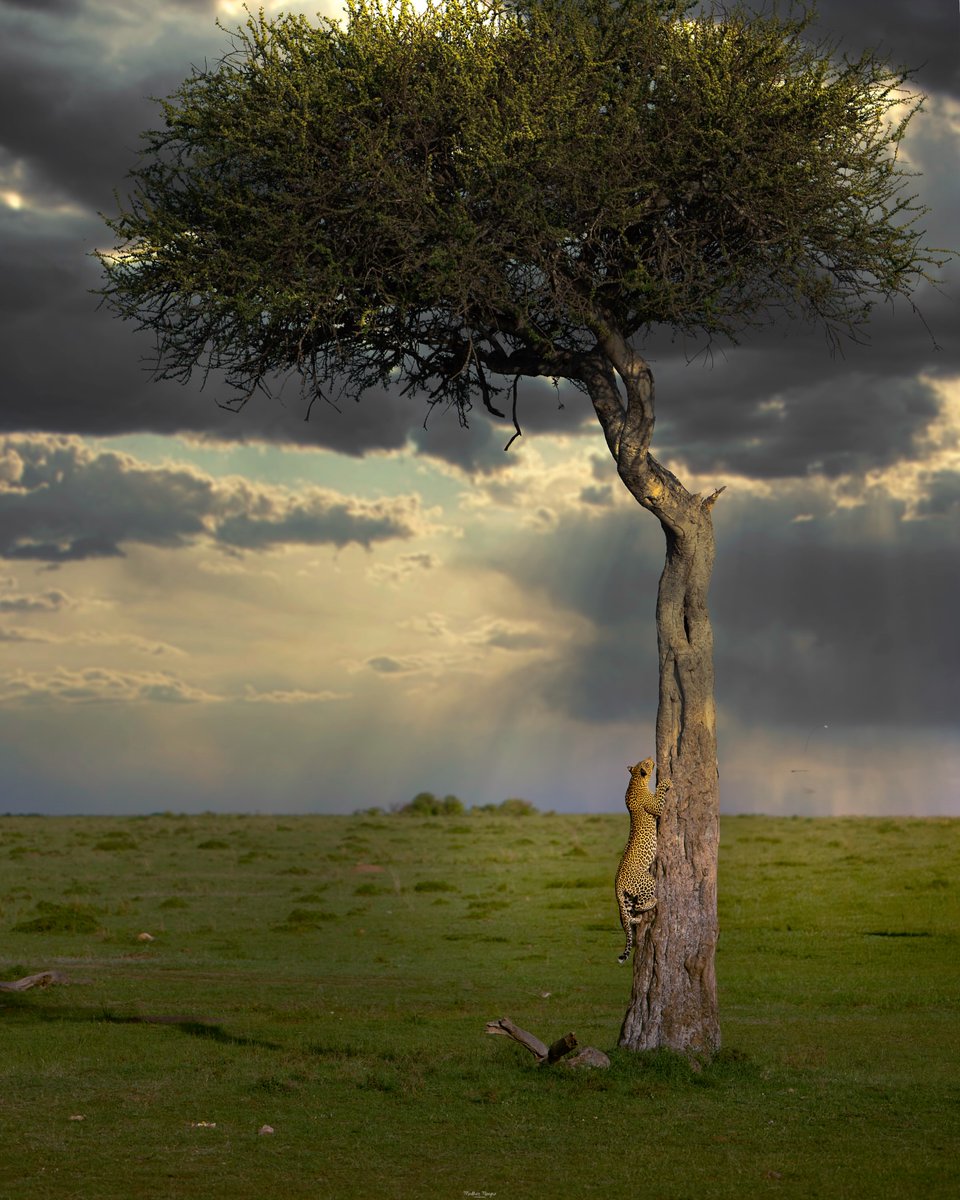 Purely Green tweet media