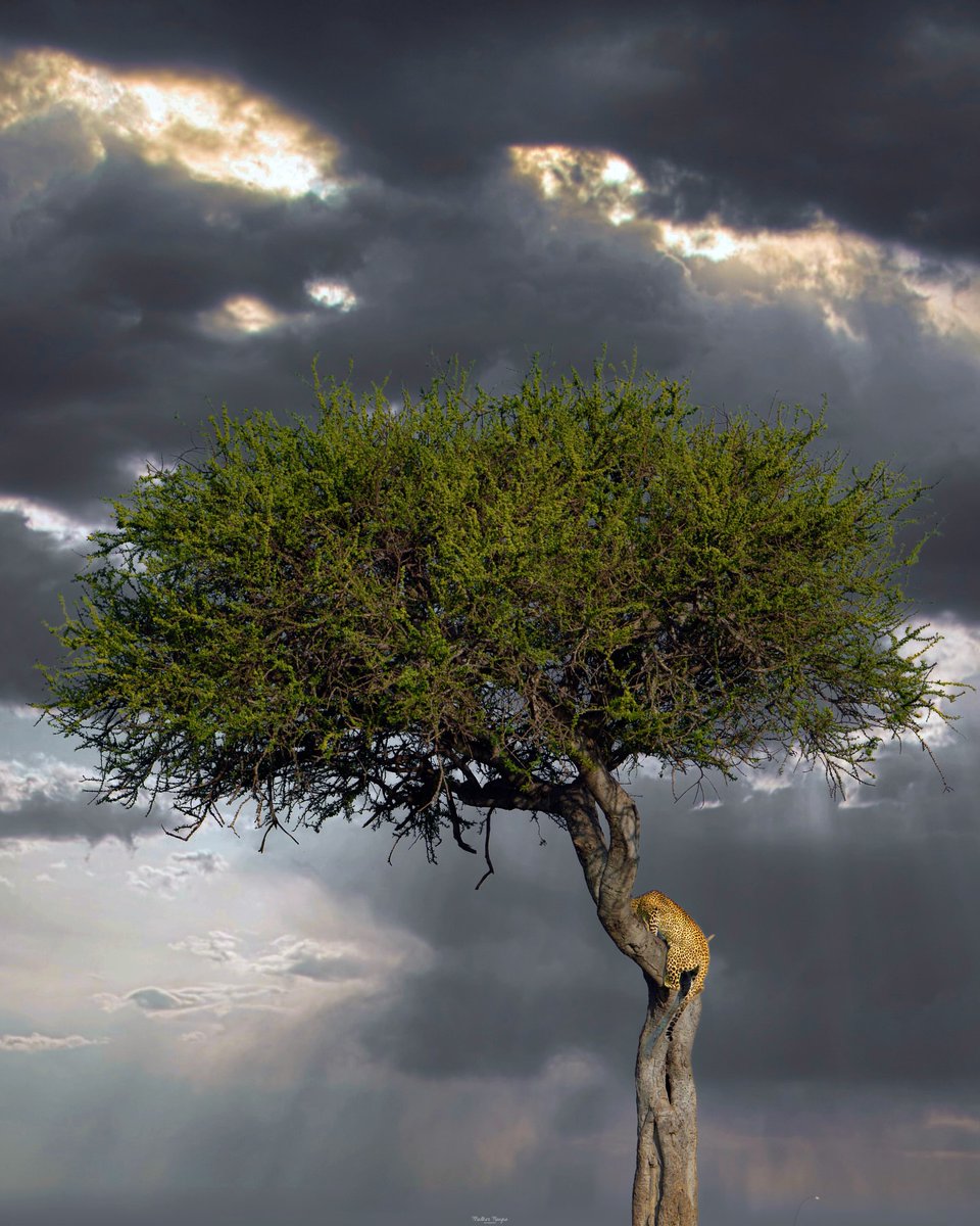 Purely Green tweet media