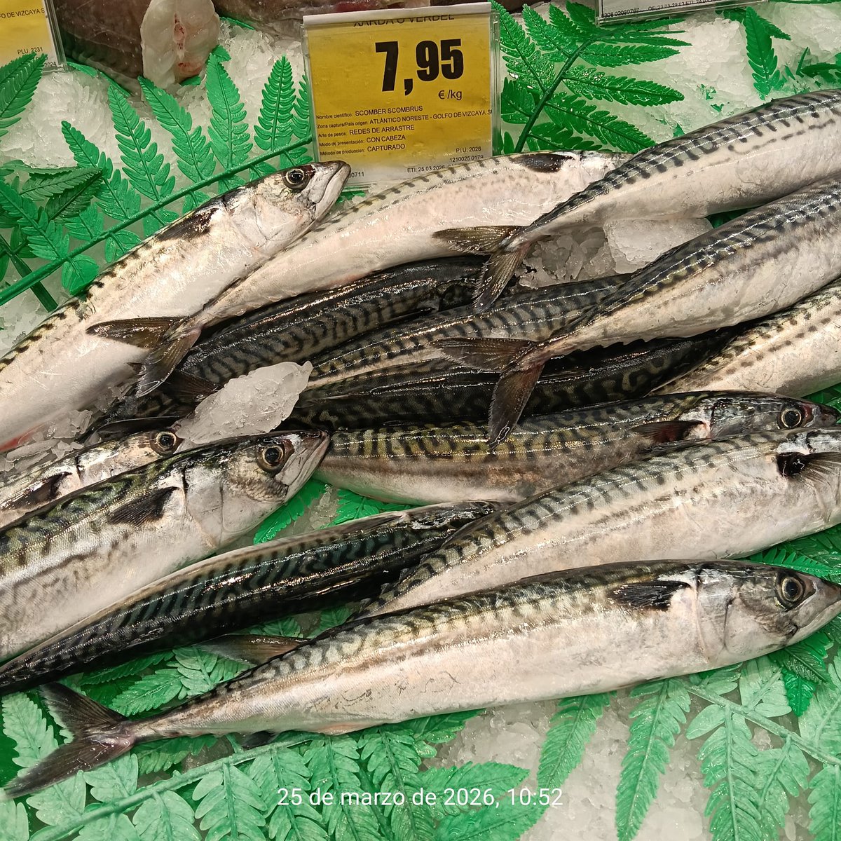 ¡Ya está aquí la caballa! Pide caballa en tu pescadería, si no se consume fresca baja de precio y los pescadores no ganan nada. Merecen un jornal digno: dale Retuit, los pescadores te lo agradecerán...