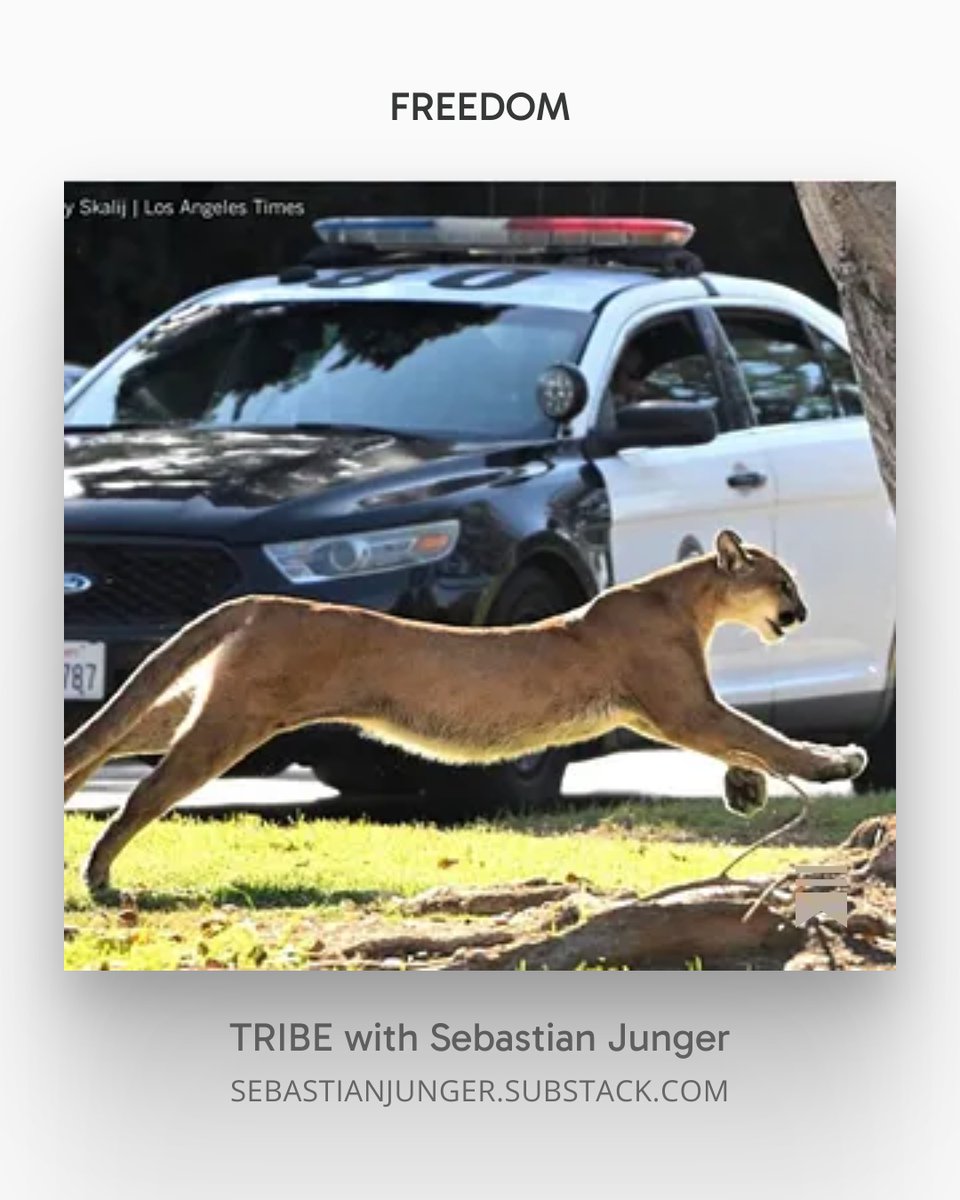 Sebastian Junger tweet media