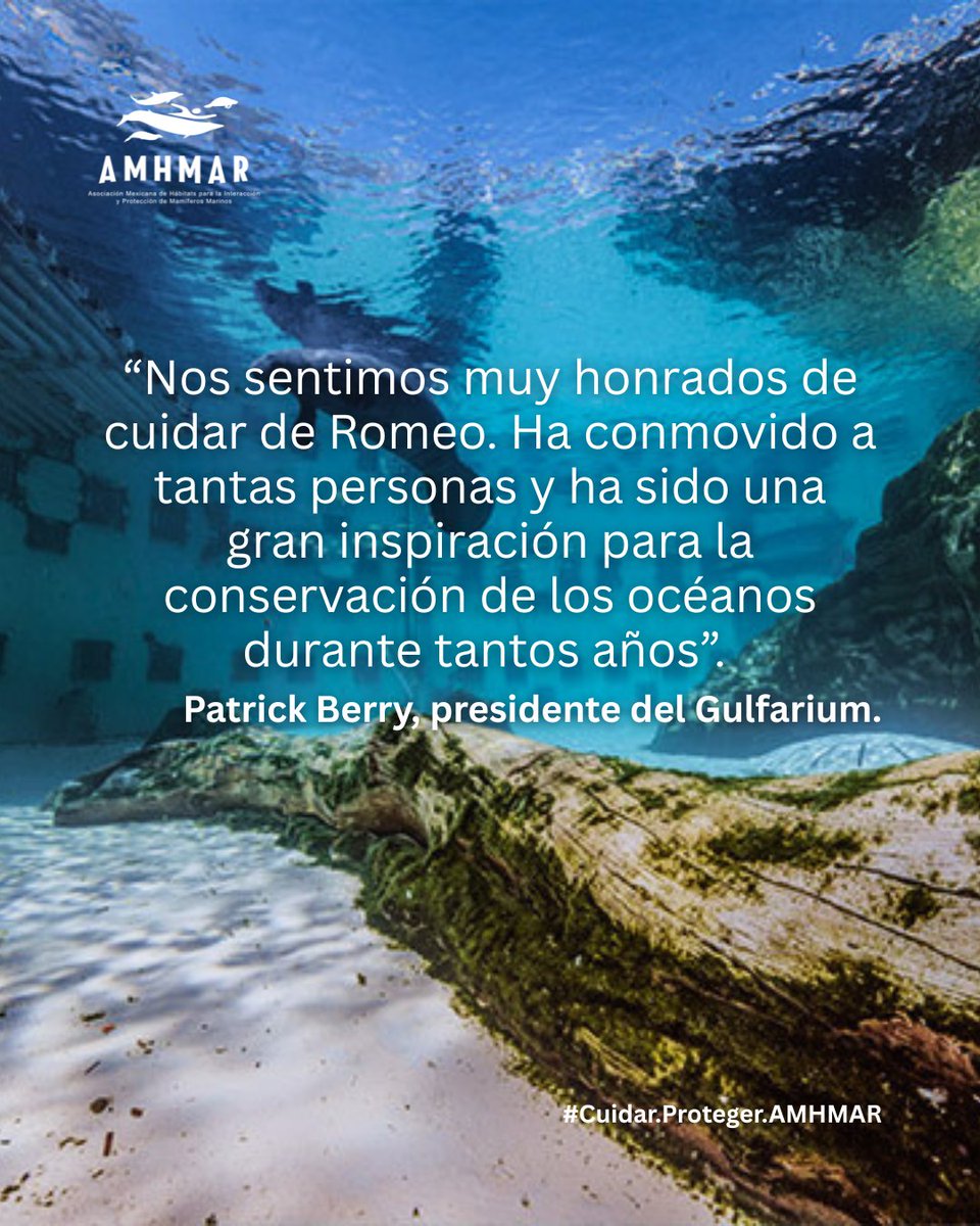 Un manatí que tiene 71 años obtiene Record Guiness de longevidad!😲

¡Conozcan a Romeo! El manatí cuyo hogar es Gulfarium Marine Adventure Park en Florida.

#CuidarProtegerAMHMAR #marinemammals #manatee #guinessrecord