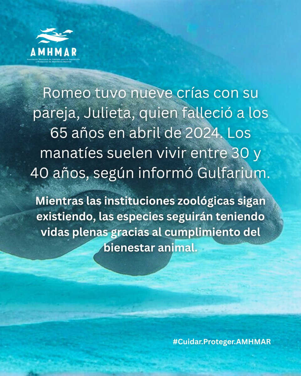 AMHMAR tweet media