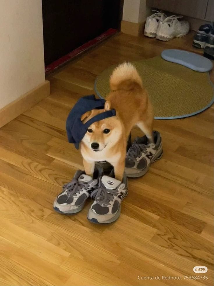 puppies video tweet media