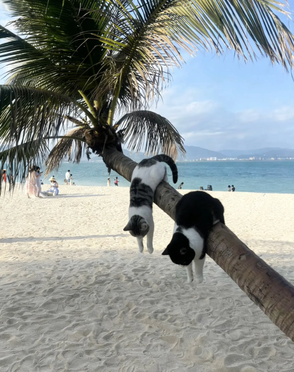 Dr. Reginald Schmus, CEO von Catcrimes® Inc. tweet media