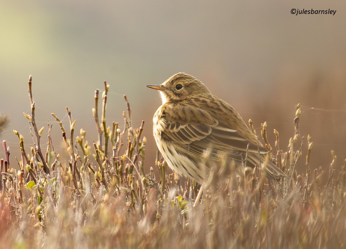 Julie Barnsley tweet media