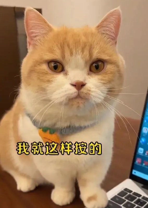 Rimsha Faisal tweet media