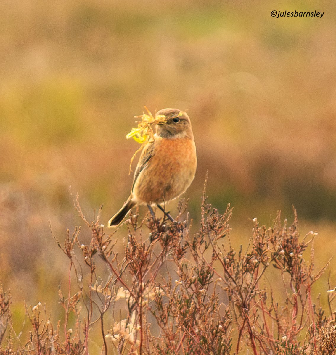 Julie Barnsley tweet media