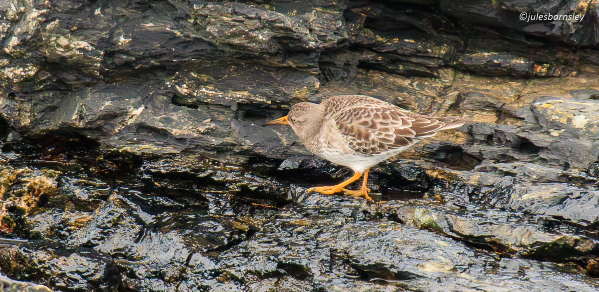 Julie Barnsley tweet media